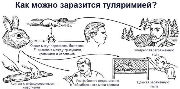 Туляремия. Памятка для населения.
